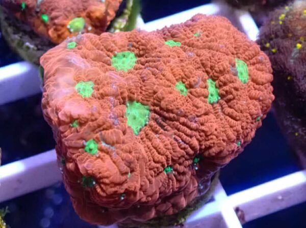 WYSIWYG Red Favites