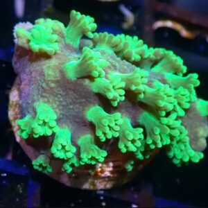 WYSIWYG Neon green polyp Astreopora 2
