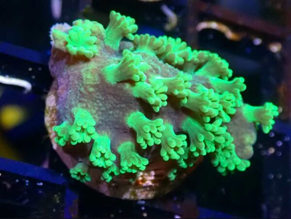 WYSIWYG Neon green polyp Astreopora 2