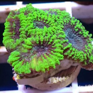 WYSIWYG Hulk favia 2