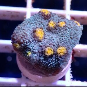 WYSIWYG Teal with orange mouths chalice