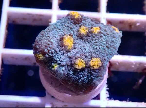 WYSIWYG Teal with orange mouths chalice