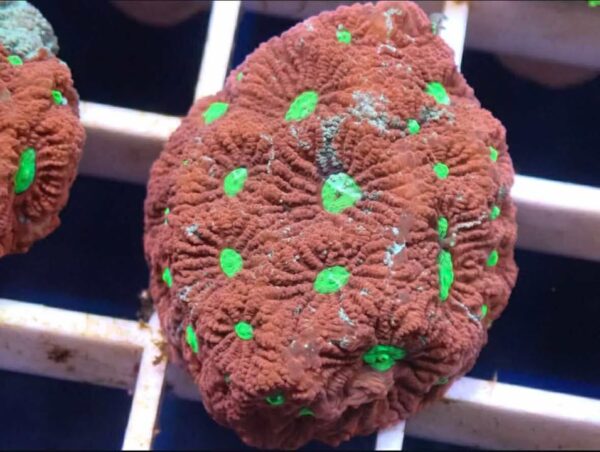 WYSIWYG Green/Red Favites