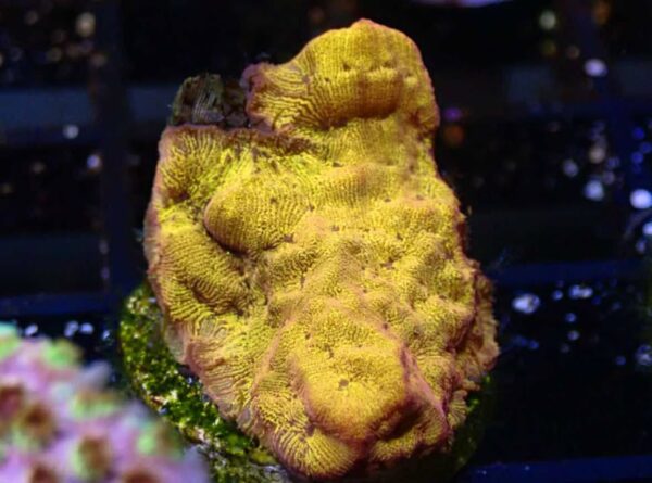 WYSIWYG 24K Leptoseris