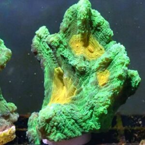 WYSIWYG Space Invader Pectinia 3 + inch chunk!!!