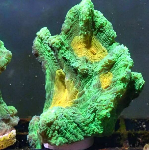 WYSIWYG Space Invader Pectinia 3 + inch chunk!!!