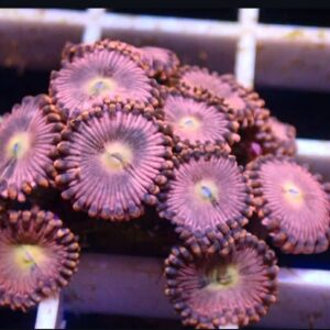 WYSIWYG Mini Colony Pineapple express zoanthid