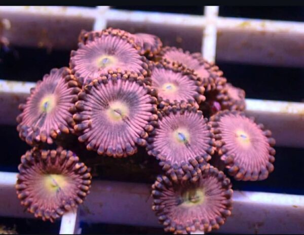 WYSIWYG Mini Colony Pineapple express zoanthid