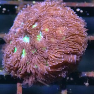 WYSIWYG Palau Leptastrea