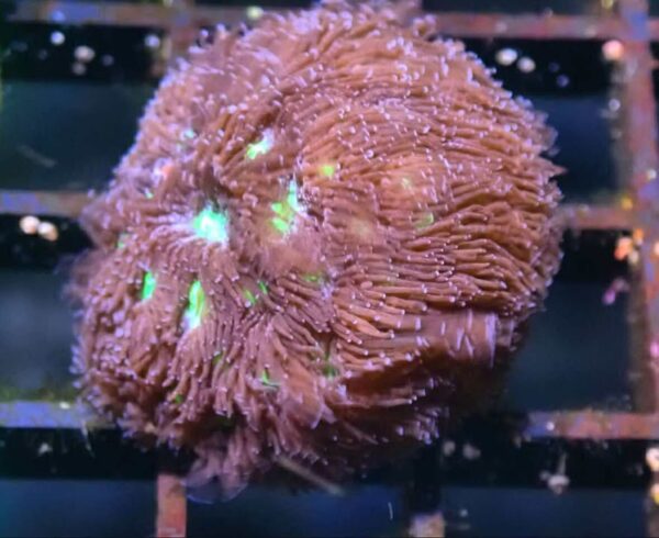 WYSIWYG Palau Leptastrea