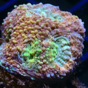 WYSIWYG Tricolour Acan Echinata