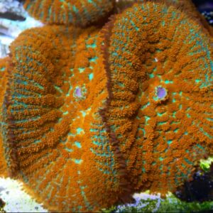 Forest Fire Rhodactis v2.0