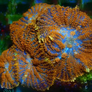 Superman Rhodactis