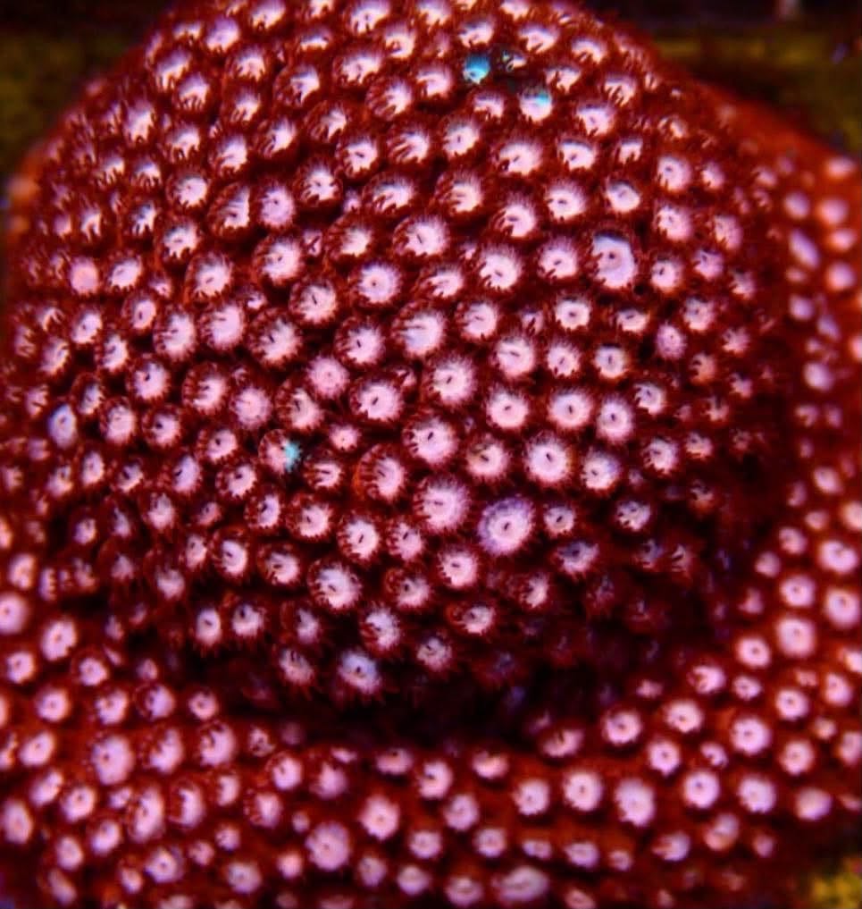 CBS Fender Cyphastrea - Image 2