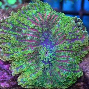 Yellowish Green with pink base Yuma