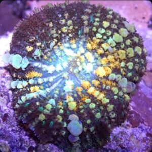 Powerball Bounce Rhodactis Mushroom