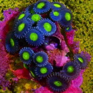 RR Cuban Sun Zoa
