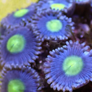 RR Cuban Sun Zoa