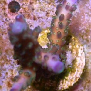 WYSIWYG Blue/Purple/Green Staghorn Acropora 2