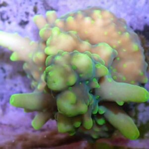 WYSIWYG Deepwater Smoothskin Caroliniana Acropora 2