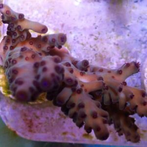 WYSIWYG Grapejuice Acropora 1