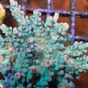 RRC Wonderland Acropora