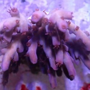 WYSIWYG CBS Burning Embers Acropora