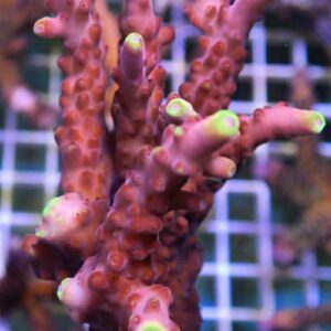 JF Flame Acropora