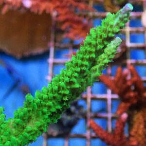 CBS Blue Tip Neon Green Staghorn Acropora