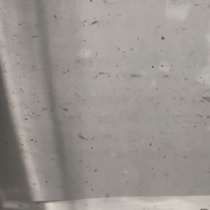 Live Adult Brine Shrimp