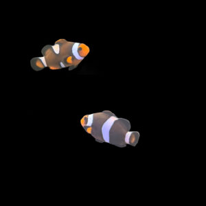 In-house Captive Bred Cinnamon Mocha Clownfish