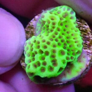 WYSIWYG Montipora confusa #3
