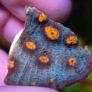 WYSIWYG Teal with orange mouth chalice #4