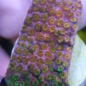 WYSIWYG Skittle Bomb Cyphastrea #1