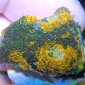 WYSIWYG Teal, green, and orange acan echinata #1