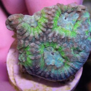 WYSIWYG CBS Teal Favia #2