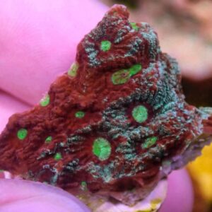 WYSIWYG Red/Green War Coral #1