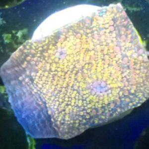 WYSIWYG Gold Chalice #2