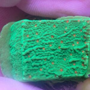 WYSIWYG Season's Greetings Montipora #2