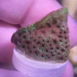 WYSIWYG Green Pavona #1