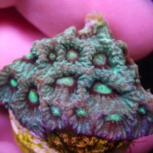 WYSIWYG Green and Red War Coral #4