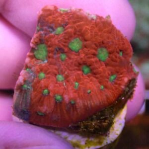WYSIWYG Red and Green War Coral #3
