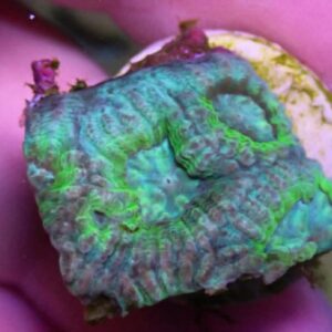 WYSIWYG CBS Teal Favia #1