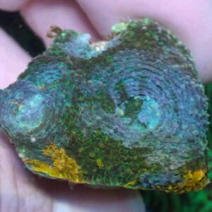 WYSIWYG Teal, green, and orange acan echinata #2