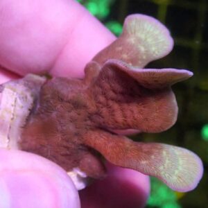 WYSIWYG Fan Pavona #3