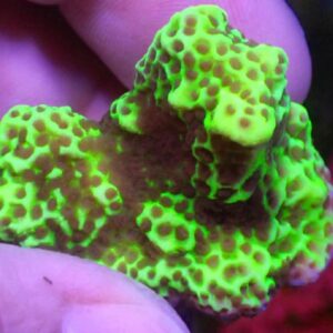 WYSIWYG Montipora confusa #2