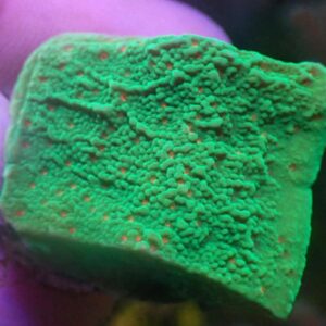 WYSIWYG Season's Greetings Montipora #1