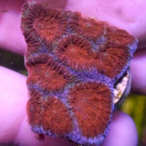 WYSIWYG Blood Moon Favia #2