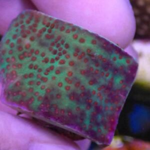 WYSIWYG Jedi Mind Trick Montipora #2