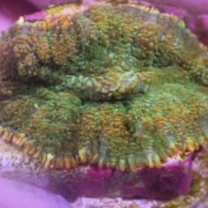 WYSIWYG Gold Rim Rhodactis #1